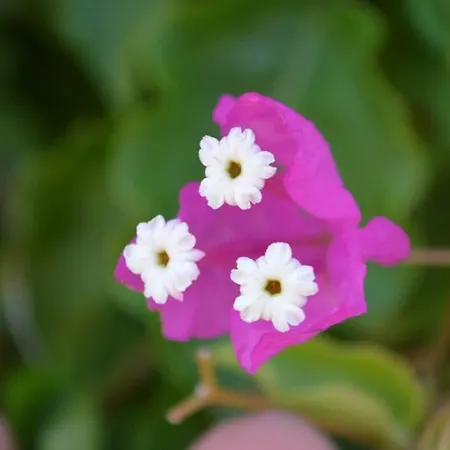 Bed & Breakfast Meltem Datca *