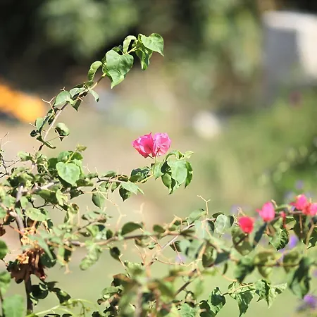 Meltem Datca Bed & Breakfast Mesudiye (Datca)