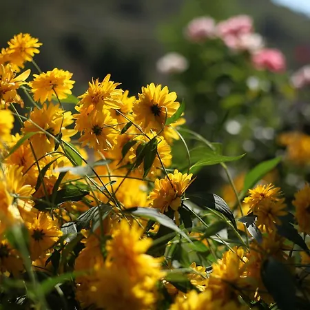 Bed & Breakfast Meltem Datca Mesudiye (Datca)