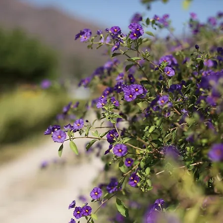 Meltem Datca Bed & Breakfast Mesudiye (Datca)