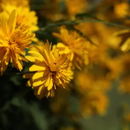 Bed & Breakfast Meltem Datca