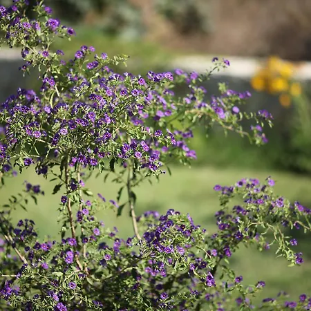 Meltem Datca * Mesudiye (Datca)